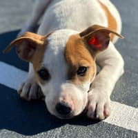 Photo of Harry 💙🐶