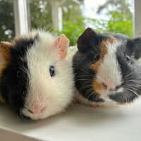 Photo of Heckle And Jeckle