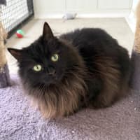 Photo of Figgy