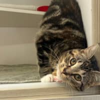 Photo of Daphne