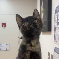 Photo of Pheobe