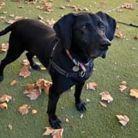 Photo of Olive