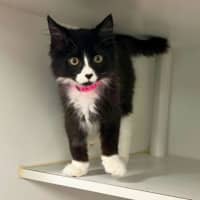 Photo of Emerald