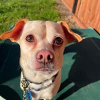Photo of Chief