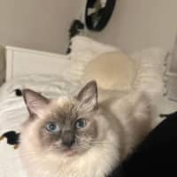 Photo of Valentino