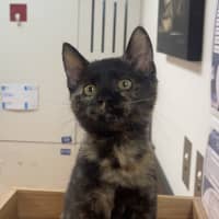 Photo of Pheobe