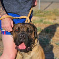 Photo of Ace
