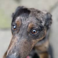 Photo of Lacey
