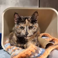 Photo of Peach