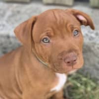 Photo of Rex