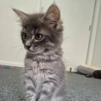 Photo of Dusty
