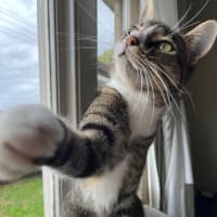 Photo of Loki