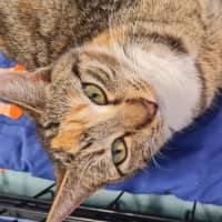 Photo of Ember