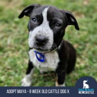 Photo of Maya   9 Week Old Cattle Dog X