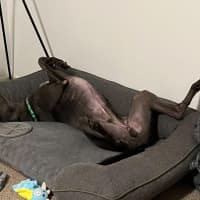 Photo of Mario, The Greyhound