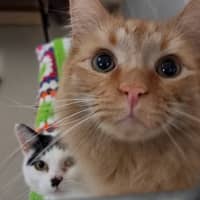 Photo of Simba (Bonded With Nala) 