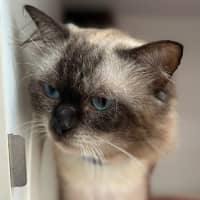 Photo of Ronan (9025)