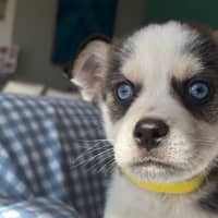 Photo of Charlie