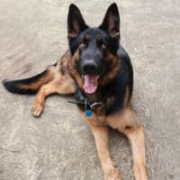Photo of Rex