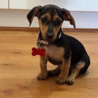 Photo of Nala, Brandy And Cookie