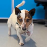Photo of Otis