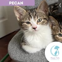 Photo of Pecan