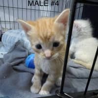 Photo of Jasper (K78)