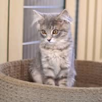 Photo of Pickle