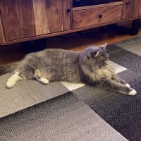 Photo of Bonita   In Foster Care In Brunswick