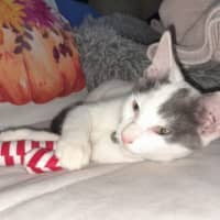 Photo of Loki