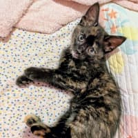 Photo of Fable