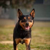 Photo of Bandit
