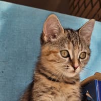 Photo of Cinnnamon