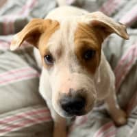 Photo of Toffee Twist