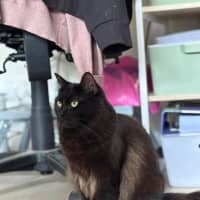 Photo of 🐈‍⬛💖 Annie 🐈‍⬛💖