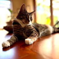 Photo of Lindsay   Located In Westmeadows