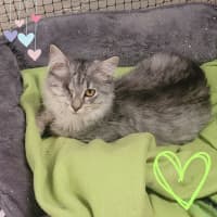 Photo of 💖 Chloe & Charlie 💖