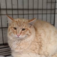 Photo of Digory Flufferkins