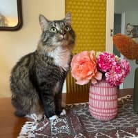 Photo of Freddy   In Foster Care In Preston