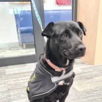 Photo of Pippa