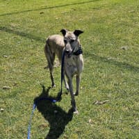 Photo of Bella   5 Year Old Greyhound