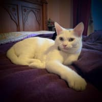 Photo of Haku   Located In Preston