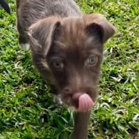 Photo of Chocolate