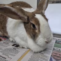 Photo of Duchess