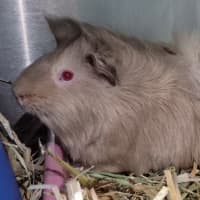 Photo of Cocoa