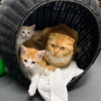 Photo of Little Boss 