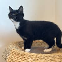 Photo of Pookie Meet Me@Petstock Mornington Nepean Hwy 