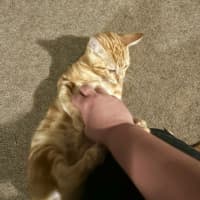 Photo of Jason Todd **2nd Chance Cat Rescue**