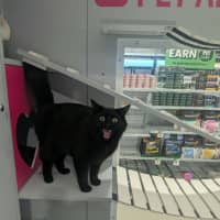 Photo of Toothless