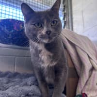Photo of Opal